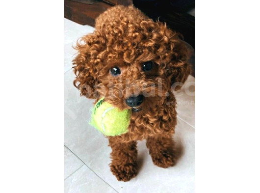 Kg Garanti̇li̇ Toy Poodle Yavrular Her Yere Gönderi̇li̇r görsel