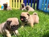 Gül Kuyruk Pug Yavrular Heryere Gönderilir Taksitle