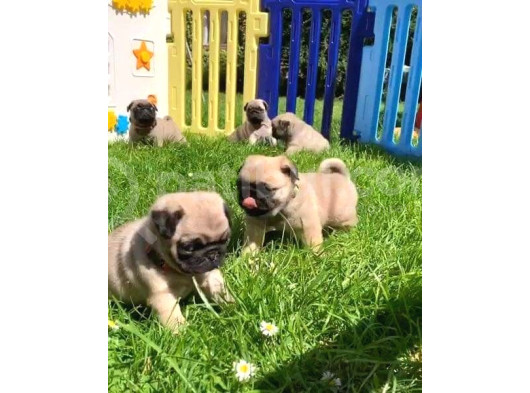 Gül Kuyruk Pug Yavrular Heryere Gönderilir Taksitle görsel