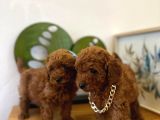 SAFKAN TOY POODLE YAVRULAR
