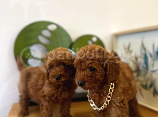 Safkan Toy Poodle Yavrular