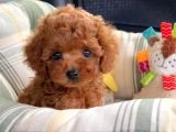 Kg Garanti̇li̇ Toy Poodle Yavrular Her Yere Gönderi̇li̇r