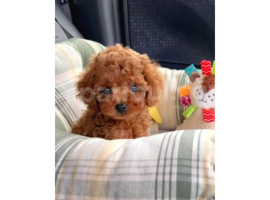 Kg Garanti̇li̇ Toy Poodle Yavrular Her Yere Gönderi̇li̇r görsel