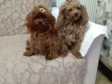 Irk Garantili Toy Poodle Yavrular