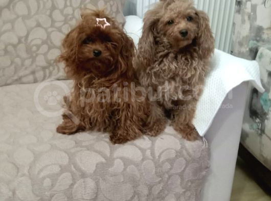 Irk Garantili Toy Poodle Yavrular görsel