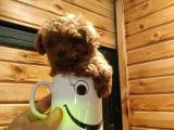 Irk Garantili Toy Poodle Yavrular