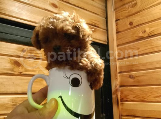 Irk Garantili Toy Poodle Yavrular görsel