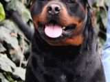 Safkan Aşili Rottwei̇ler Yavrular Heryere Gönderi̇li̇r