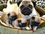 Gül Kuyruk Pug Yavrular Heryere Gönderilir Taksitle