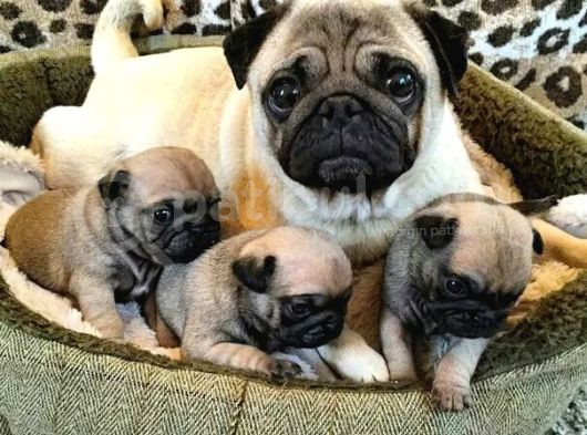 Gül Kuyruk Pug Yavrular Heryere Gönderilir Taksitle görsel
