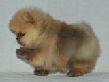 teddy bear boo yavrular taksitle heryere gönderilir