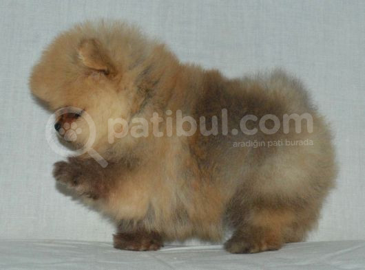 Teddy Bear Boo Yavrular Taksitle Heryere Gönderilir