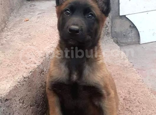 Güçlü Zeki̇ Atak Mali̇noi̇s Yavrular Heryere Gönderi̇li̇r görsel