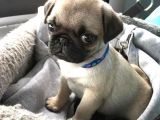 Gül Kuyruk Pug Yavrular Heryere Gönderilir Taksitle
