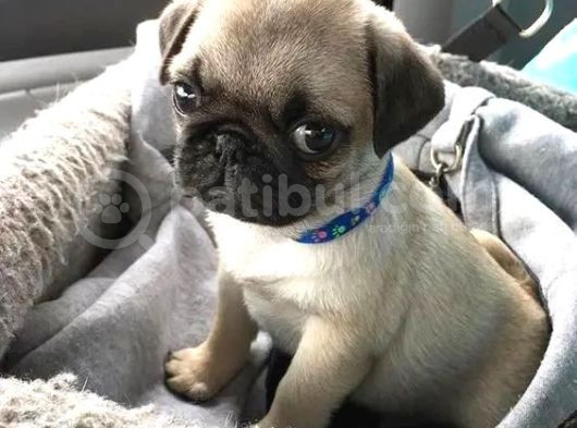 Gül Kuyruk Pug Yavrular Heryere Gönderilir Taksitle görsel