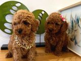 Safkan Toy Poodle Yavrular