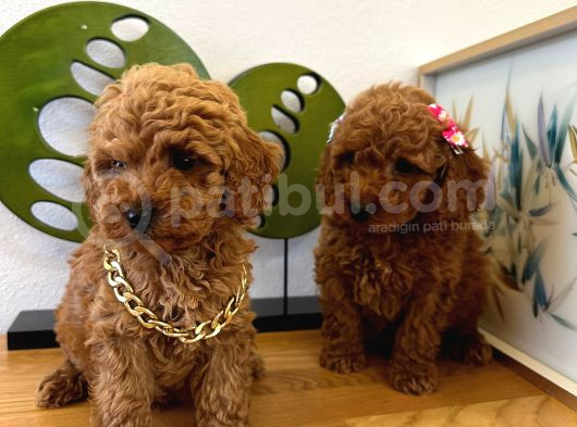 Safkan Toy Poodle Yavrular görsel