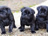 Gül Kuyruk Pug Yavrular Heryere Gönderilir Taksitle