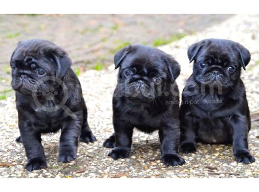 Gül Kuyruk Pug Yavrular Heryere Gönderilir Taksitle görsel