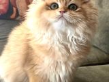 Safkan Altın Kedi Erkek Golden Ny12