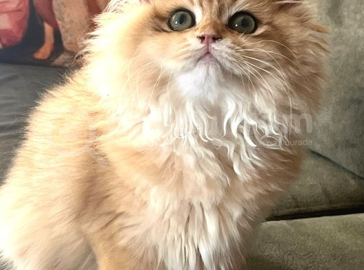 Safkan Altın Kedi Erkek Golden Ny12 görsel