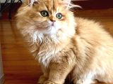 Safkan Altın Kedi Erkek Golden Ny12