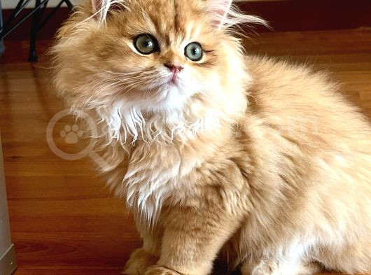 Safkan Altın Kedi Erkek Golden Ny12 görsel