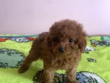 Irk Garantili Toy Poodle Yavrular