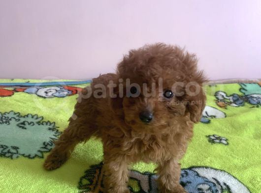 Irk Garantili Toy Poodle Yavrular görsel