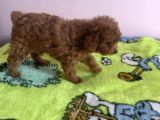 Irk Garantili Toy Poodle Yavrular