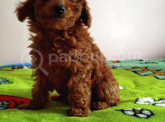 Irk Garantili Toy Poodle Yavrular görsel
