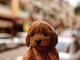 1kg250gr micro maltipoo uygun