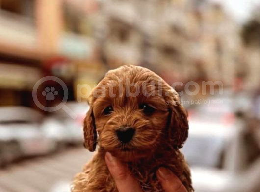 1Kg250Gr Micro Maltipoo Uygun