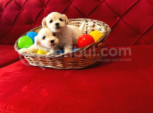 Ev Doğumu Maltese Bebegimiz