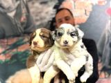 Blue Border Collie Ve Siyah Beyaz Border Collie