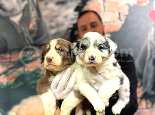Blue Border Collie Ve Siyah Beyaz Border Collie görsel
