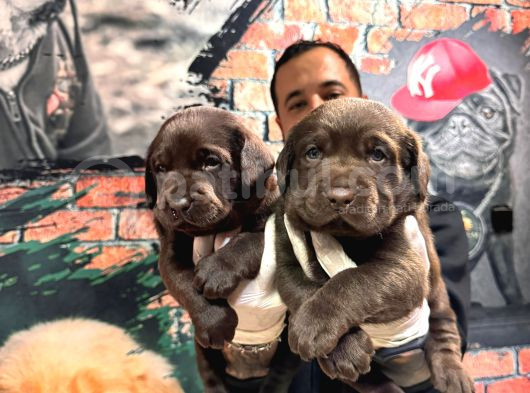 Çikolata Labrador Retriever Yavrularımız A Kalite Irk