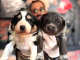 Blue Border Collie Ve Siyah Beyaz Border Collie