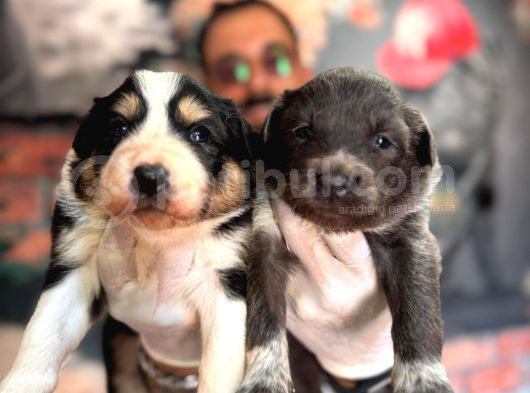 Blue Border Collie Ve Siyah Beyaz Border Collie görsel