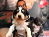 Blue Border Collie Ve Siyah Beyaz Border Collie