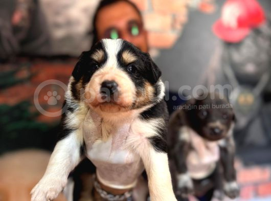 Blue Border Collie Ve Siyah Beyaz Border Collie görsel
