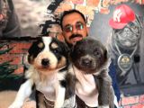 Blue Border Collie ve siyah beyaz Border Collie