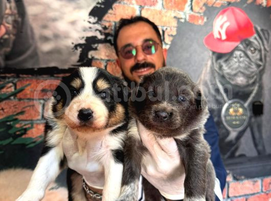 Blue Border Collie Ve Siyah Beyaz Border Collie