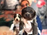 Blue Border Collie Ve Siyah Beyaz Border Collie