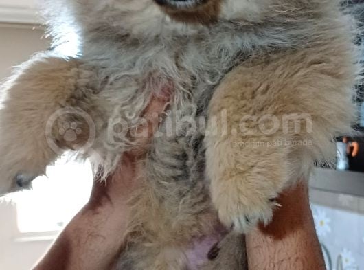 4 Aylık Erkek Pom Uygun 