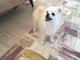 Pomerani̇an Boo Ci̇nsi̇ Yavrumuzu Sahi̇plendi̇ri̇yoruz