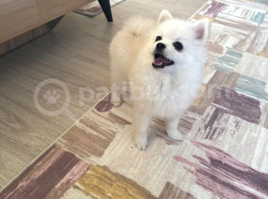 Pomerani̇an Boo Ci̇nsi̇ Yavrumuzu Sahi̇plendi̇ri̇yoruz görsel