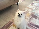 POMERANİAN BOO CİNSİ YAVRUMUZU SAHİPLENDİRİYORUZ
