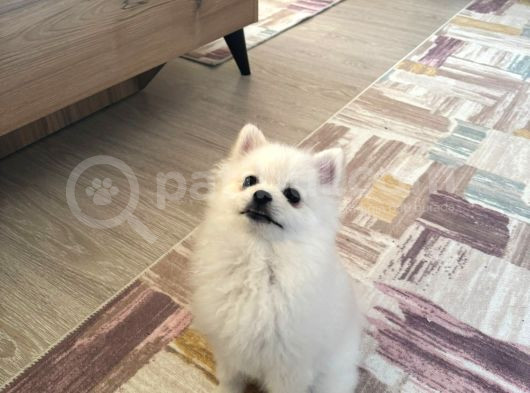 Pomerani̇an Boo Ci̇nsi̇ Yavrumuzu Sahi̇plendi̇ri̇yoruz