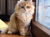 Safkan Altın Kedi Erkek Golden Ny12